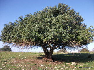 tapiccola-13-01-2013 09-24-52